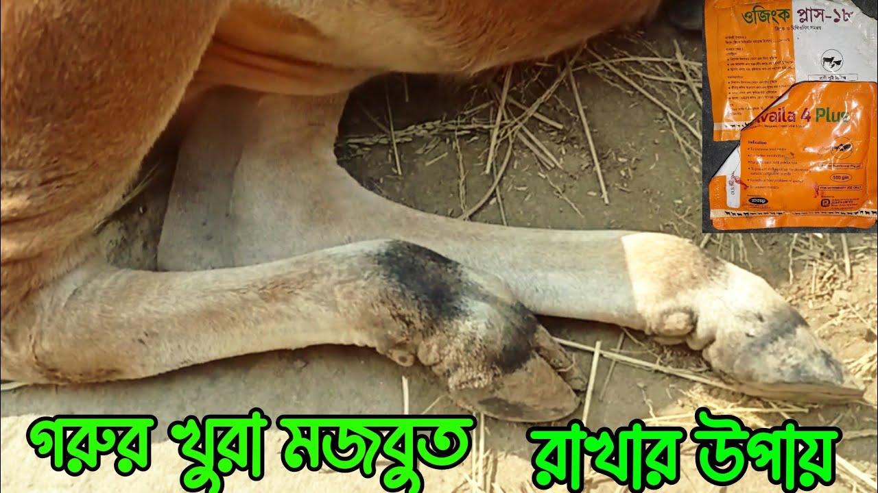 গরুর খুরা মজবুত রাখার উপায় | Ways to keep cow's hooves strong | cow  treatment | কৃষি প্লাস