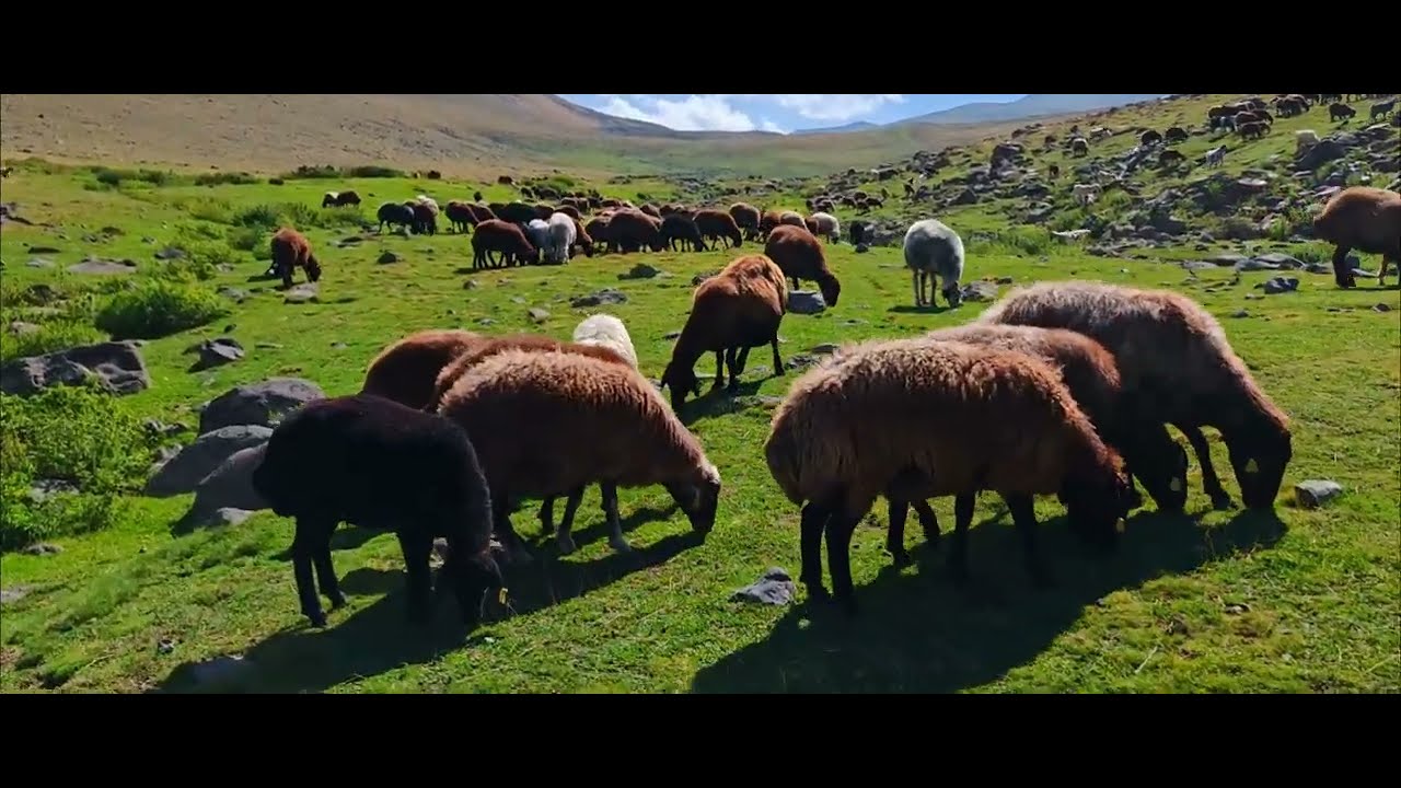KURTLAR GECE KOYUN YATAĞIN ETRAFINDA DOLAŞIYOR DU KÖPEKLER SUSMADI SABAHA KADAR.