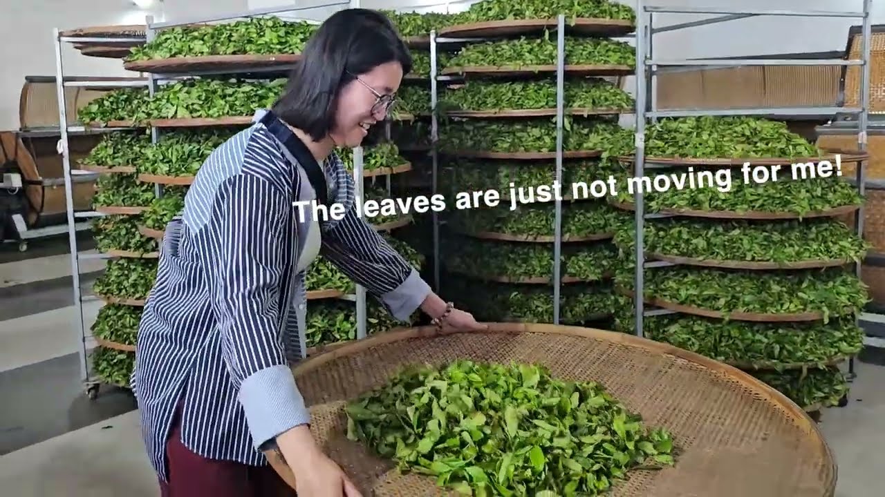 Fenghuang Dan Cong Oolong at Origin | Wudong Mountain Ancient Tea Trees