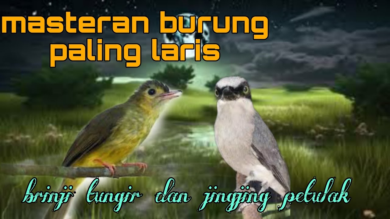 Masteran paling laris brinji tungir dan jingjing petulak 🔥
