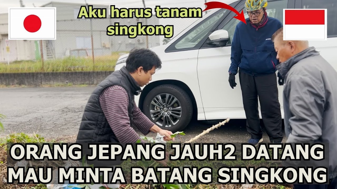 ORANG JEPANG PERTAMA KALI MAKAN SINGKONG LANGSUNG SUKA! JAUH2 DATANG MINTA BATANG SINGKONG
