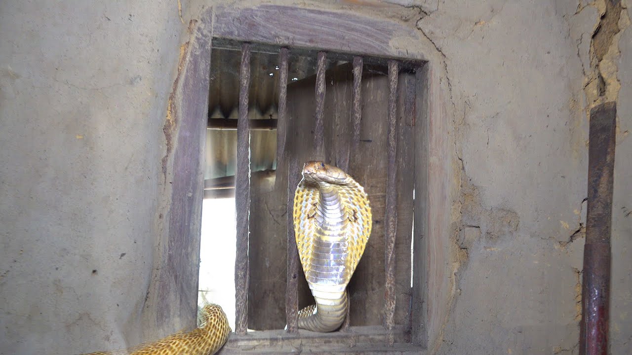 3 साल से घर में छुपा बैठा था बड़ा कोबरा, अब देखो क्या हुआ | Spectacled Cobra Snake rescue