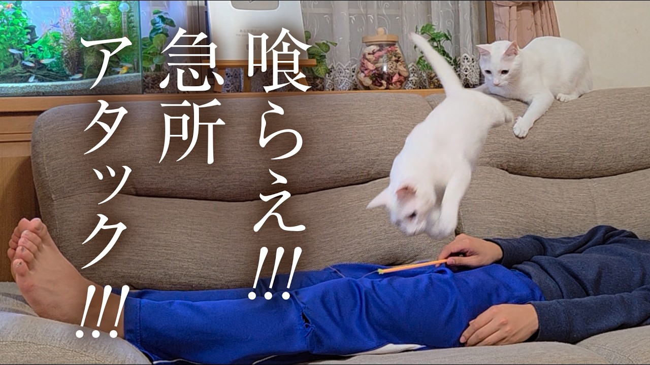 【放送事故】猫じゃらしで遊んでいたら、白猫の必殺アタックが次男の急所に直撃しました。😂ちーん😂