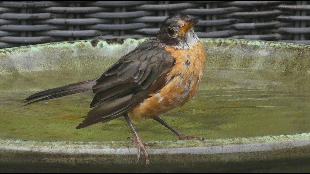 What you need to know to create a bird garden at home