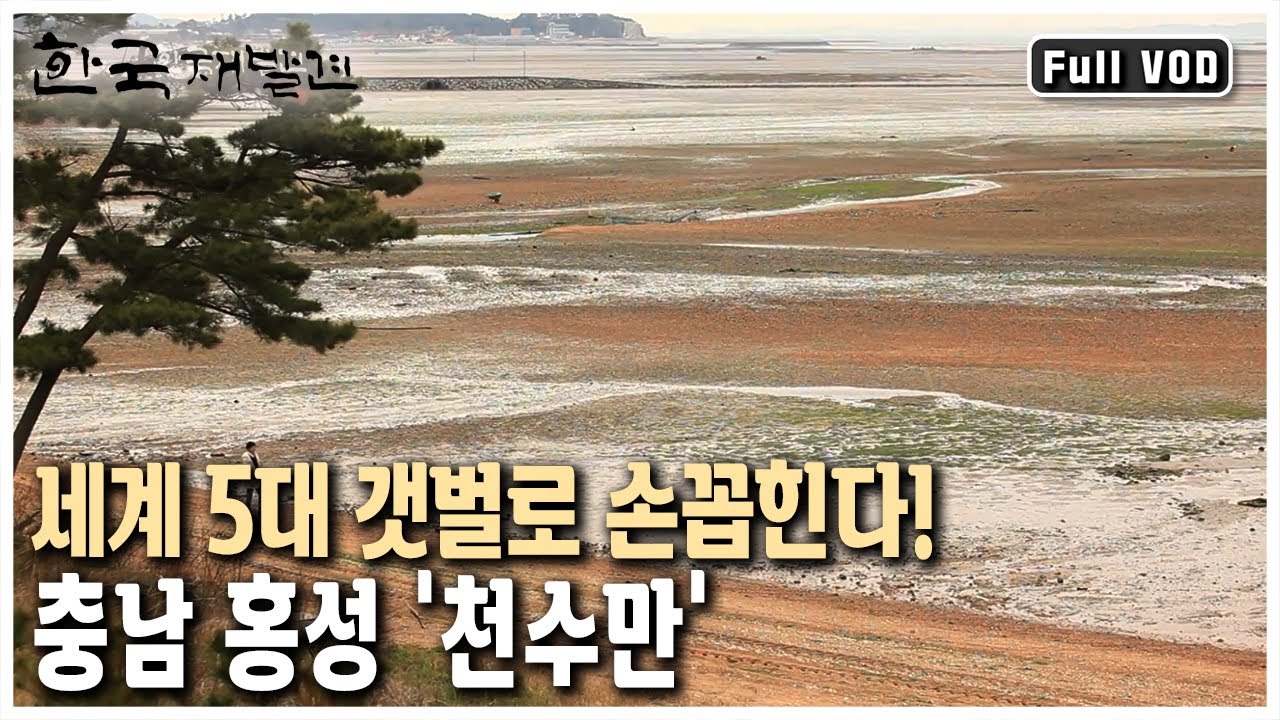 해안선의 길이만 200km! 수많은 생명들의 보금자리 '천수만' 갯벌이 있다. 풍요의 땅 충남 홍성 (KBS 20130511 방송)