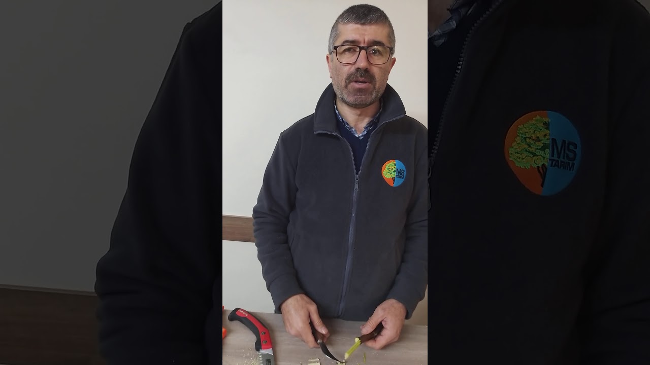 Ceviz aşı kalemi nasıl hazırlanır
