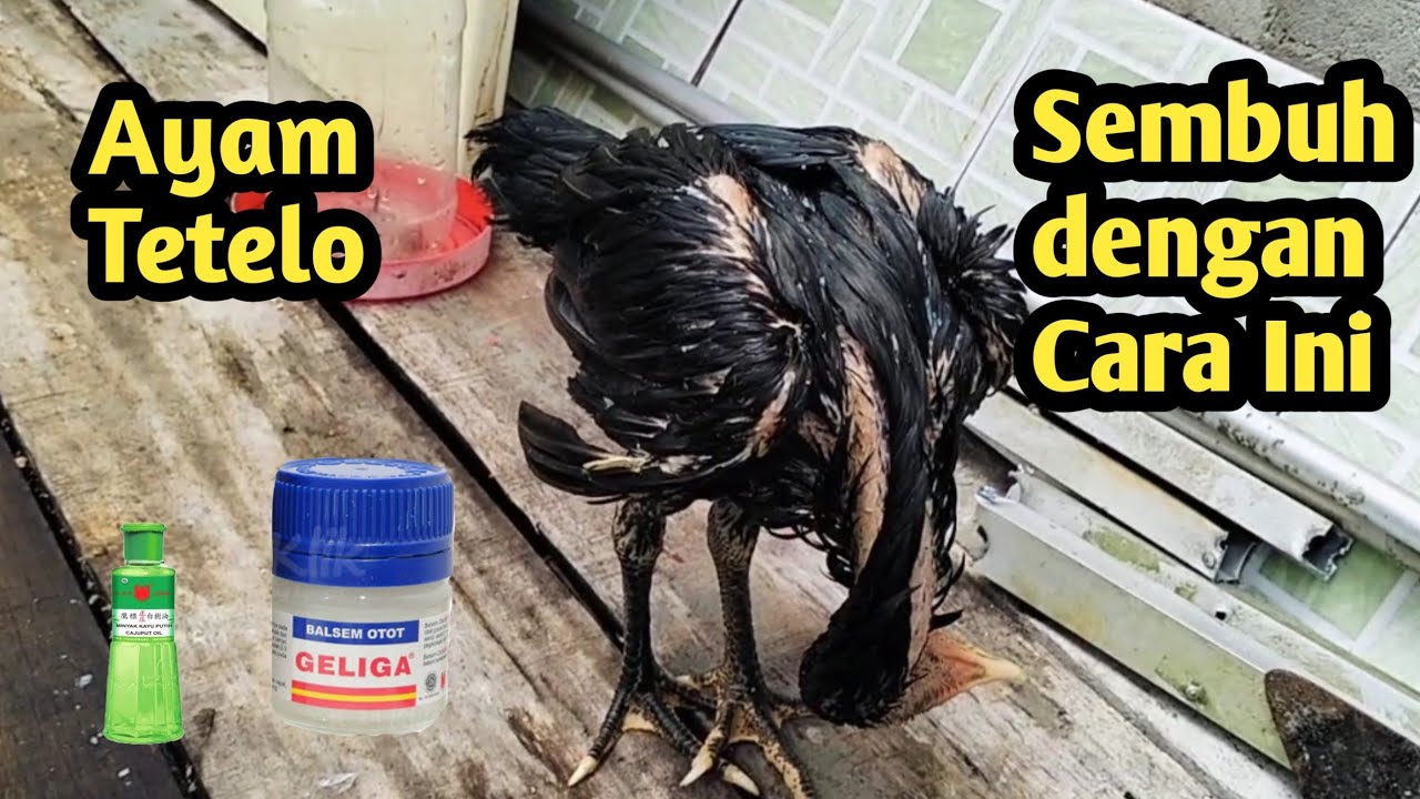 Cara Mengobati Penyakit Tetelo pada Ayam