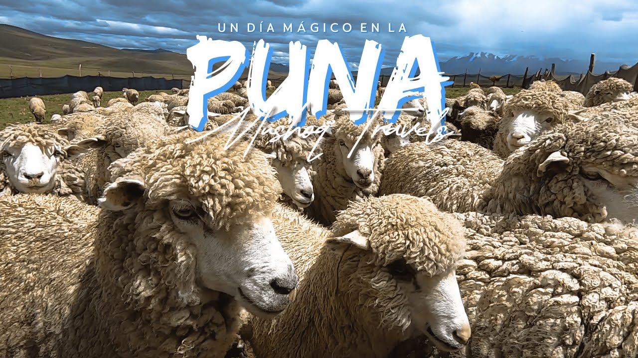 Un día PASTANDO OVEJAS en las altas PUNAS del PERÚ