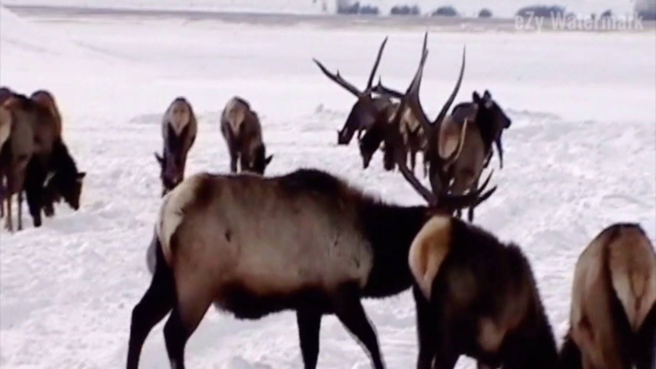 Brutus, A Wyoming Legend: Tribute Video