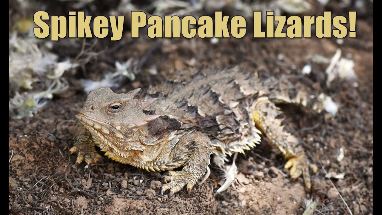 Spikey Pancake Lizards in the Santa Cruz Mountains