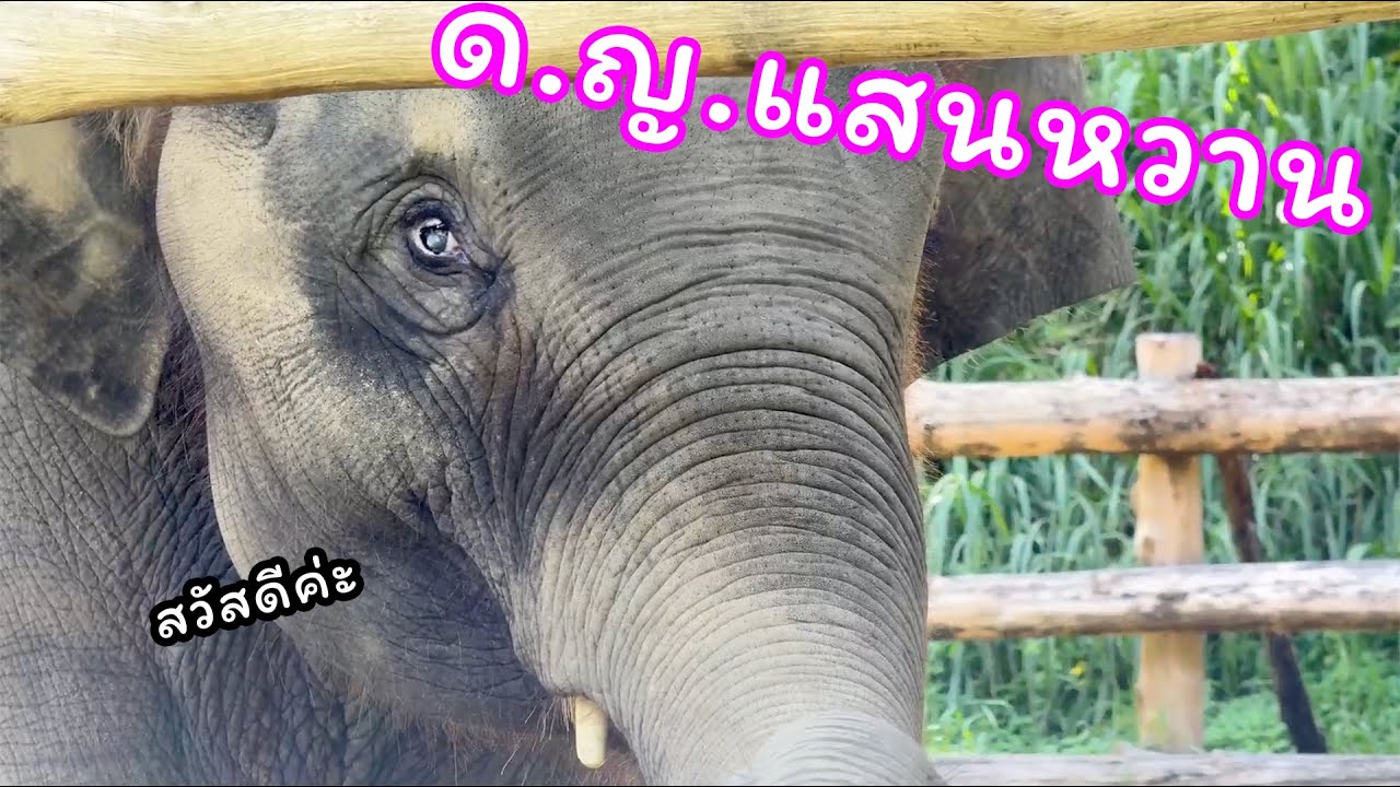 ตามติดชีวิตช้าง Daily Live  19 ก.ย. 2567 แอดปป แอดกระตุ่ย
