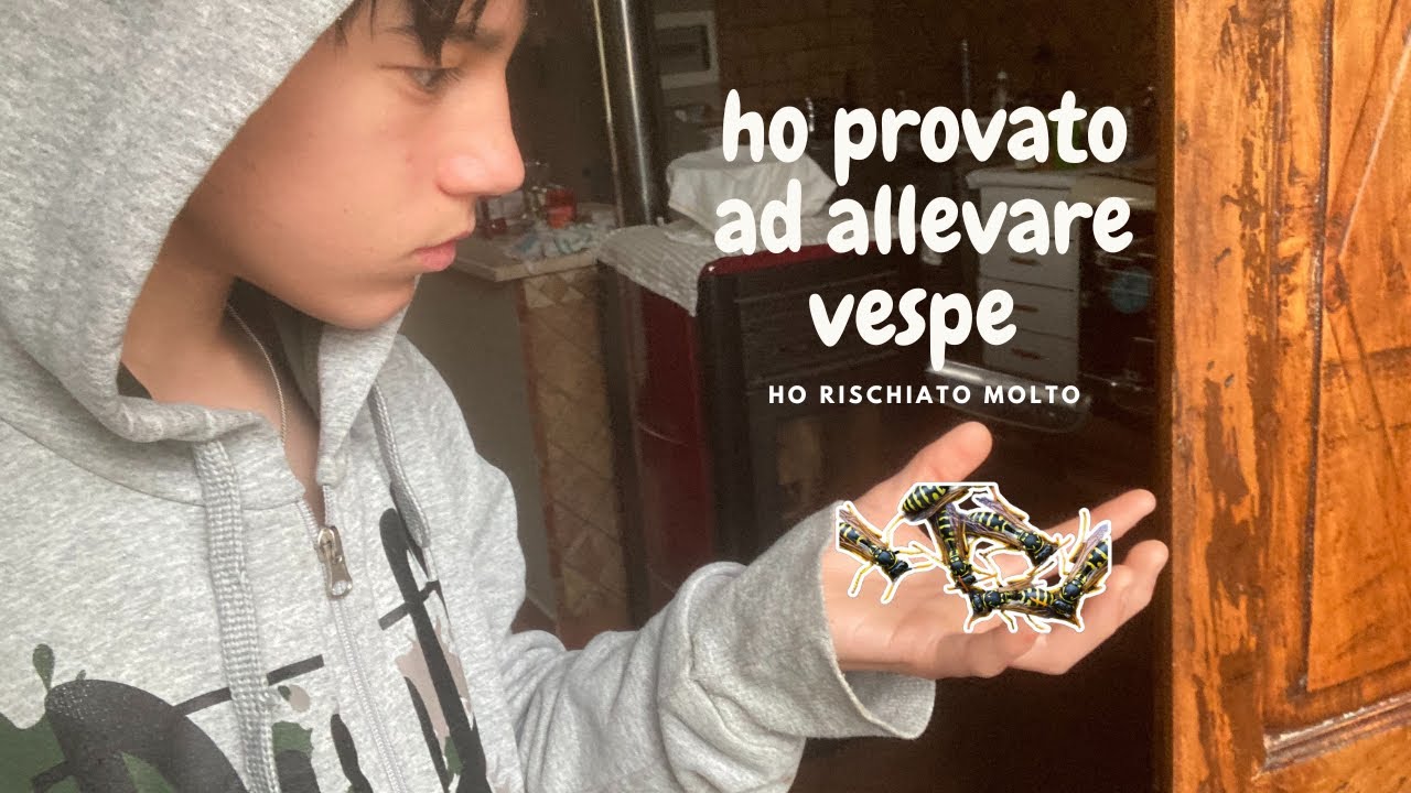 HO PROVATO AD ALLEVARE VESPE QUESTO E QUELLO CHE È SUCCESSO