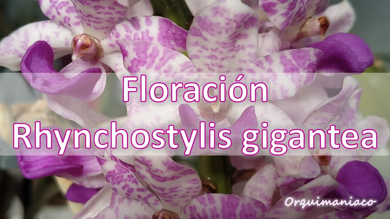 Proceso de Floración Rhynchostylis gigantea
