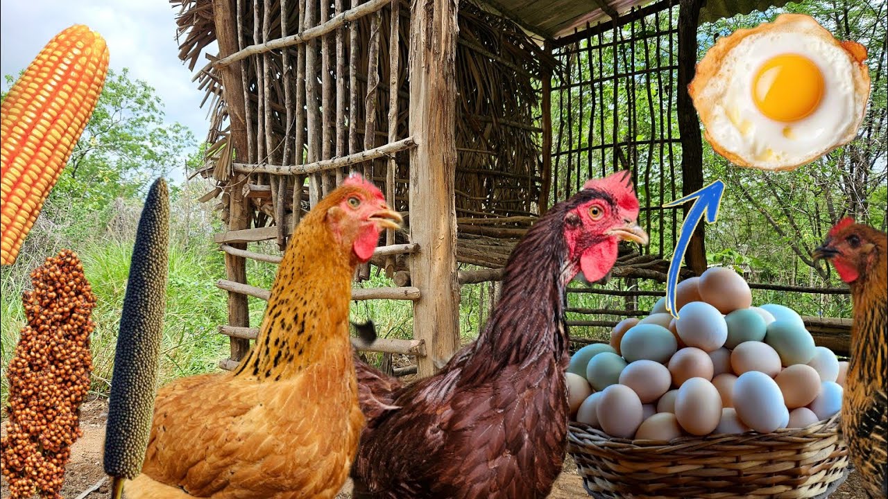 Milho, Sorgo ou Milheto? Comparação, Fórmulas e Cultivo para Alimentar as Aves