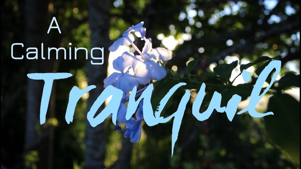 A Calming Music Video for a Tranquil Start to Your Day