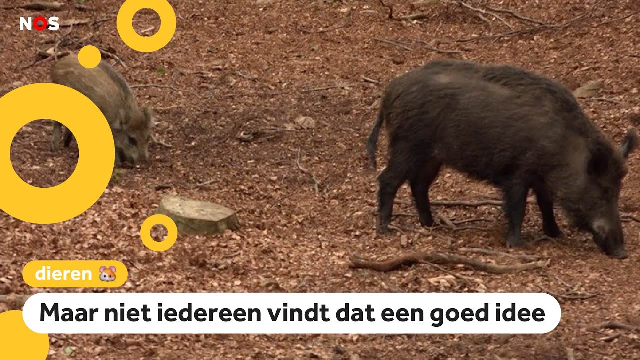 Wilde zwijnen op de Veluwe worden afgeschoten