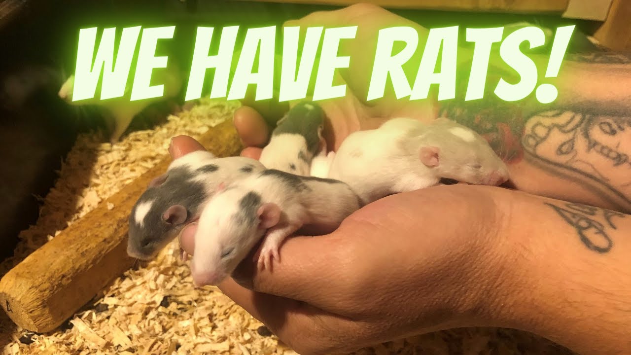 Rat Breeding Room Build!