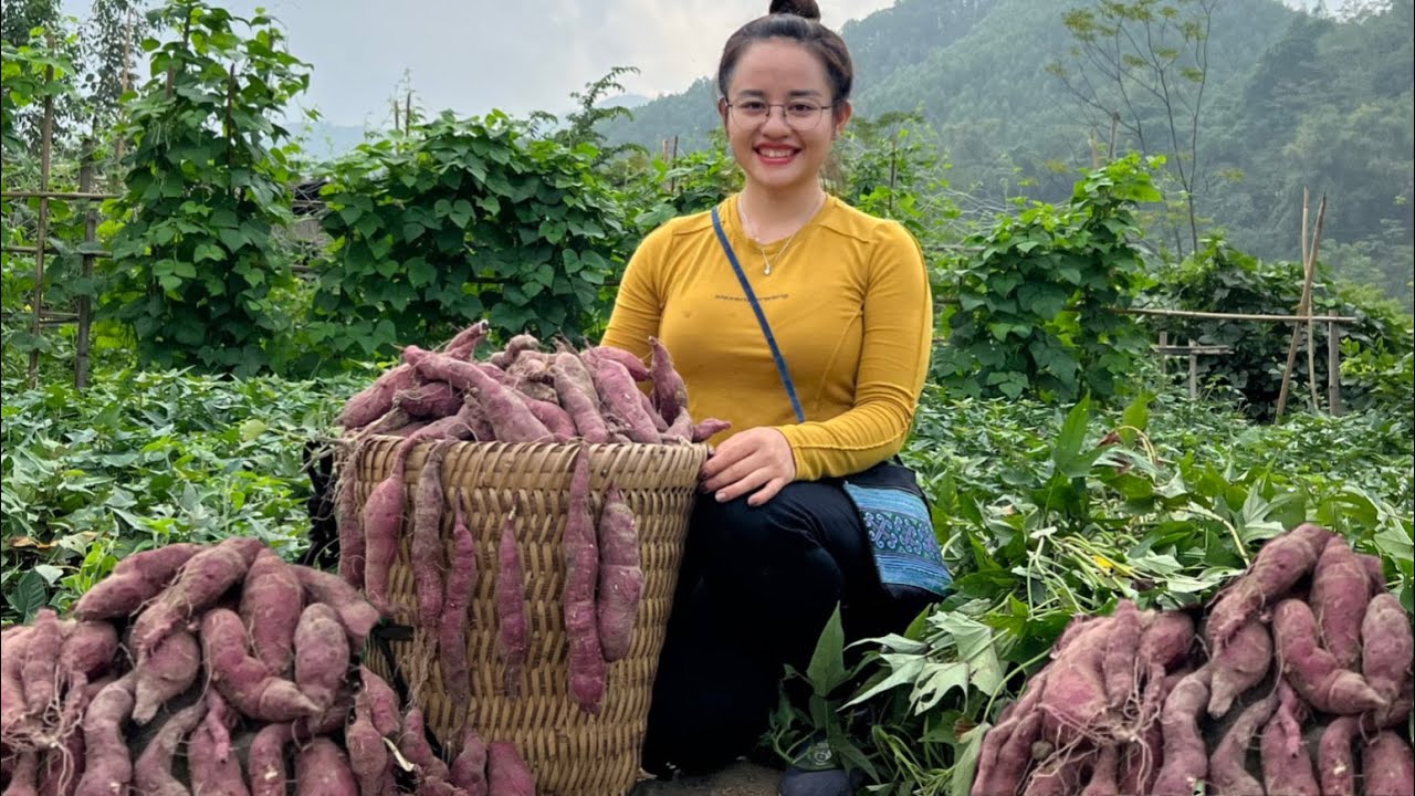 FULL VIDEO 60 Day Harvest sweet potatoes, cabbage, and sour apples to sell at the market