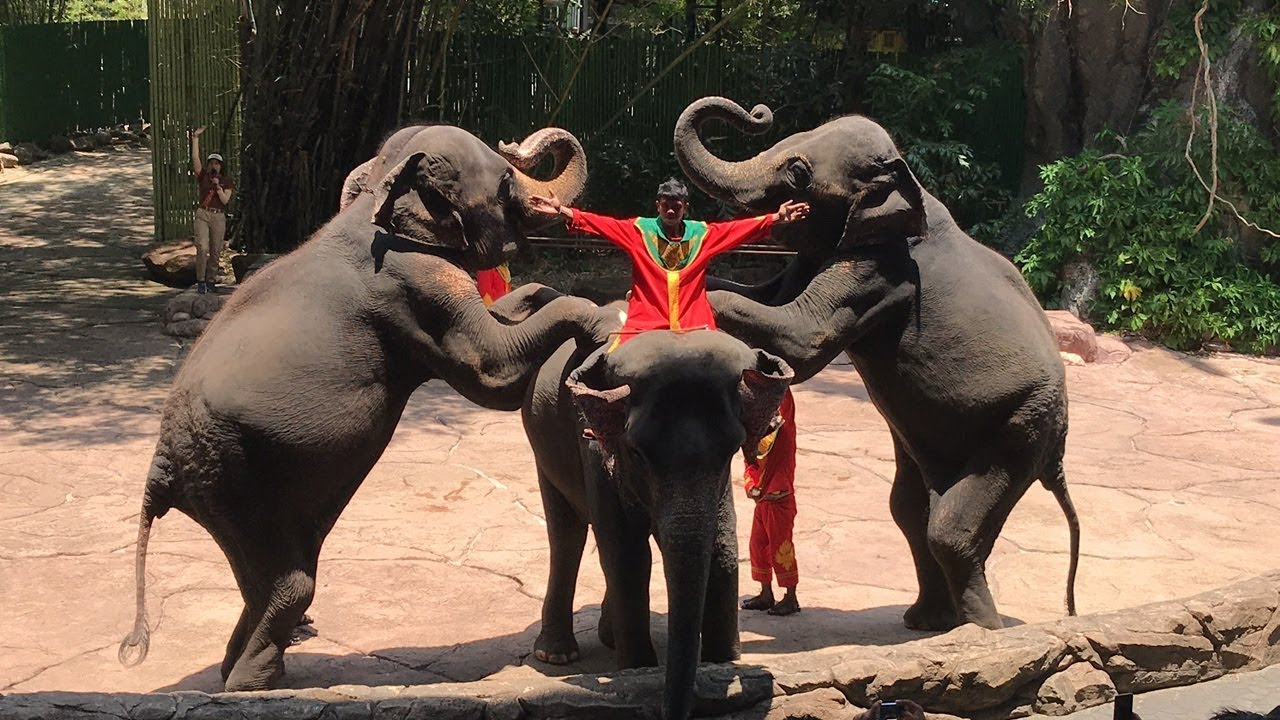 โชว์ช้าง ซาฟารีเวิลด์ - Elephant Show Safari World