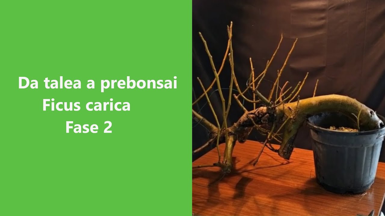 Grande Ficus carica da talea! Rinvaso e prima potatura.