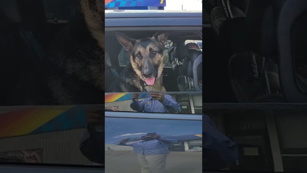German Shepherd Bitch at Pump. #watchtillend #blackgermanshepherd #baliomar #thewellwisher