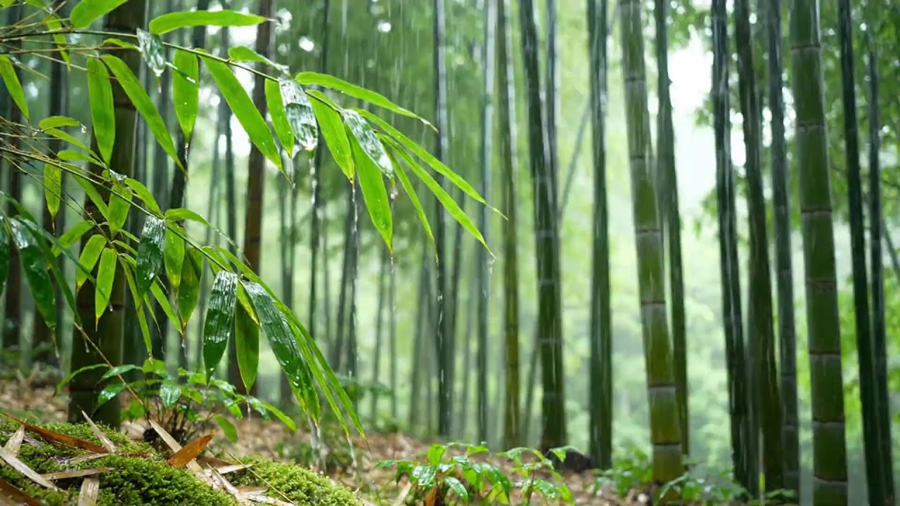 Seamless Rain in Forest 🌧️ Natural Jungle Rain Sounds reminds for Sleep, Relax, Study & Work