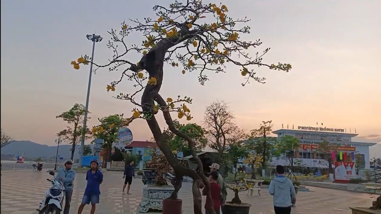 Triển lãm mai vàng hàng khủng khu vực phường Bồng Sơn 2026