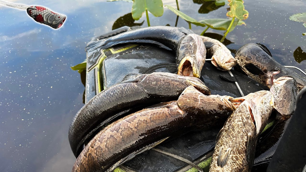 Blackwater Snakehead Prespawn Topwater BITE! Tips, Action, & Knocking Off the Rust from LONG Winter