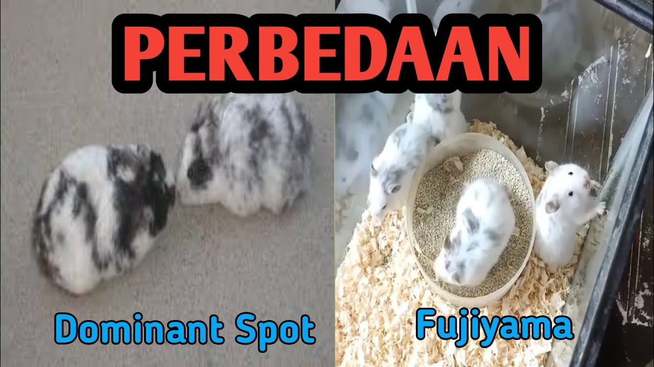 PERBEDAAN HAMSTER DOMSPOT VS FUJIYAMA #perbedaan #hamsters #pets #youtube