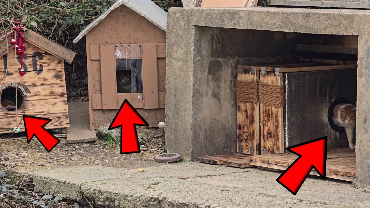 Every Cat House Is FULL! 🐾 Stray Cat Colony Uses All the Shelters We Built for Them ❤️