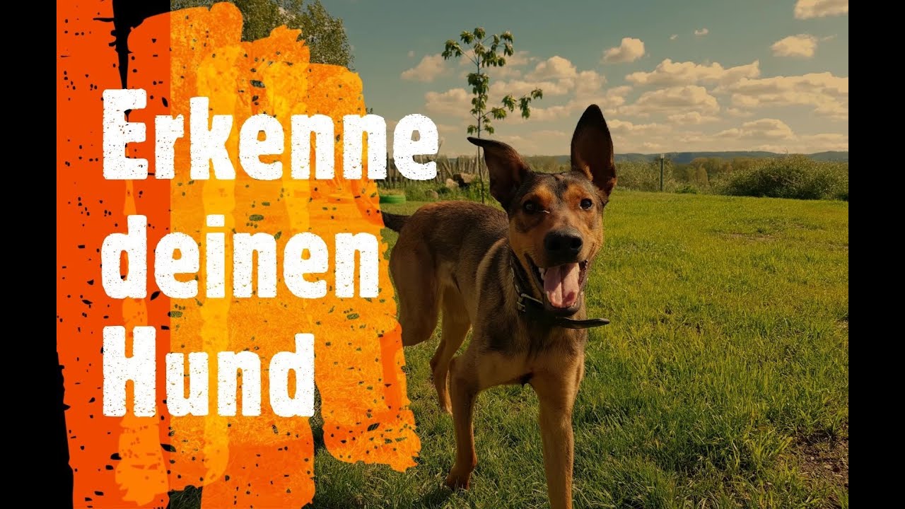 Erkenne deinen Hund ~ Hundetypen unterscheiden Teil 1