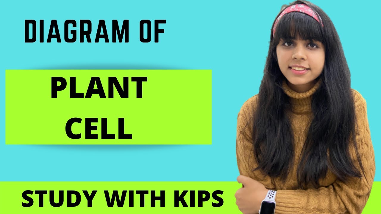 How to Draw plant cell#plantcell#class9#plantcelldiagram#shorts