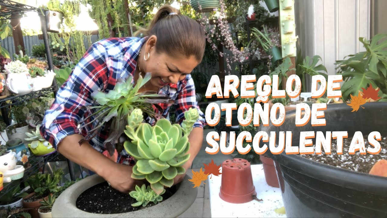 Areglo de Oto&ntilde;o de Succulentas