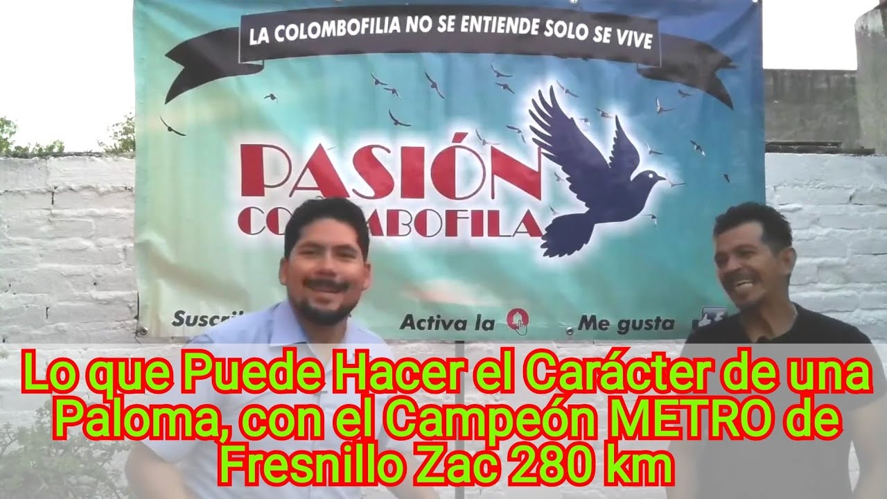 Lo que Puede Hacer el Carácter de una Paloma, con el Campeón METRO de Fresnillo Zac 280 km