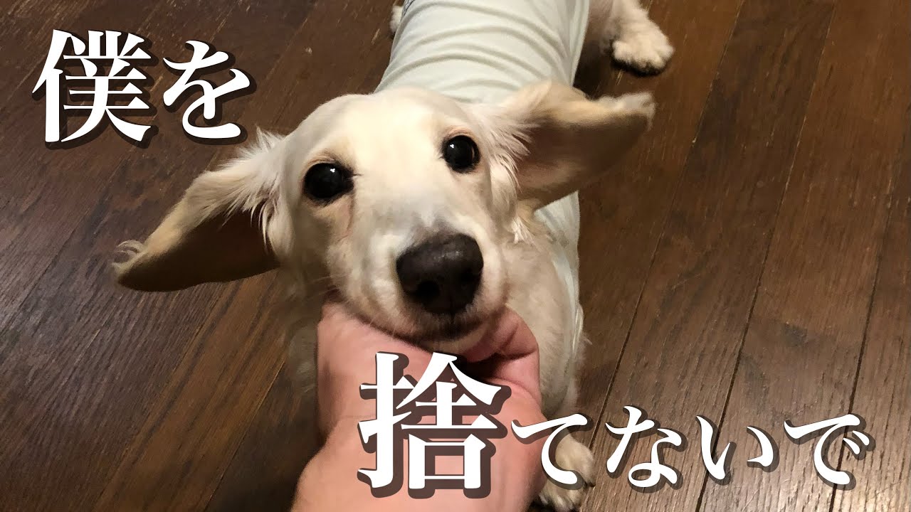 ［涙が止まらない］２度捨てられたミニチュアダックスフンド