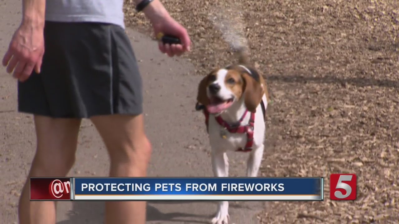 Protecting Your Pet On Independence Day