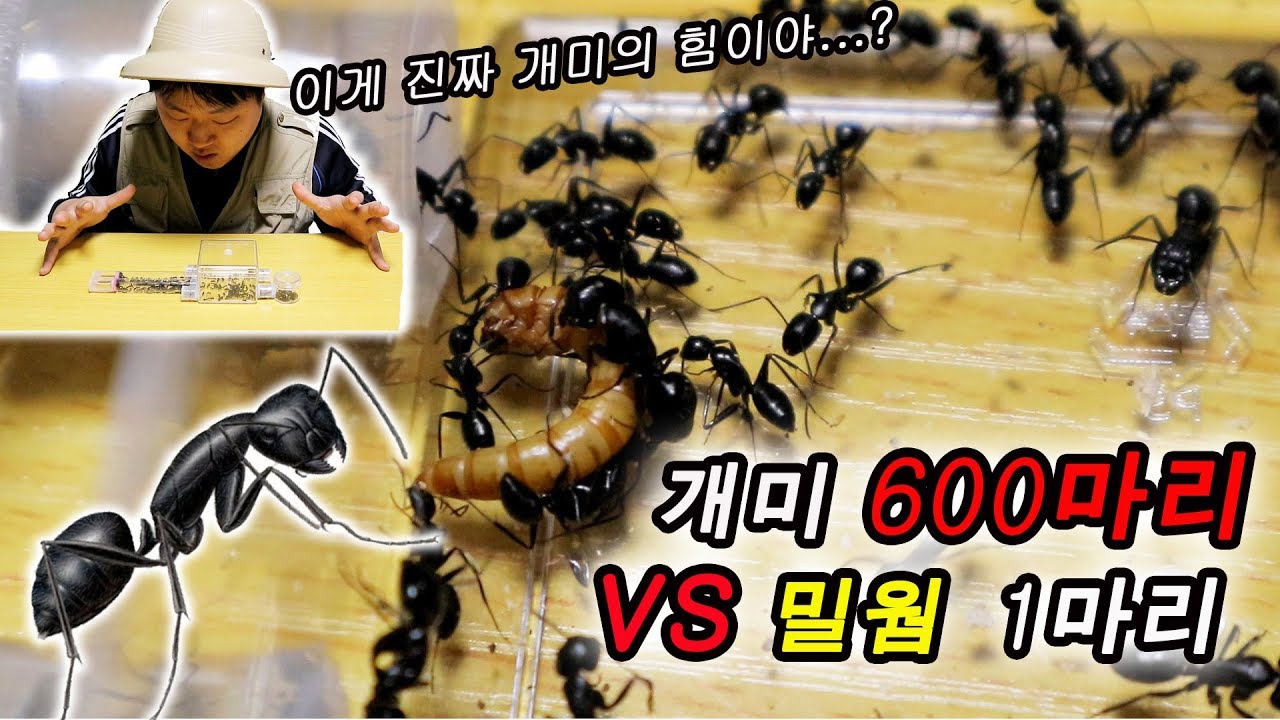 [도깨비] 개미 600마리의 밀웜 사냥! 전투력과  협동정신에 감탄함ㄷㄷ
