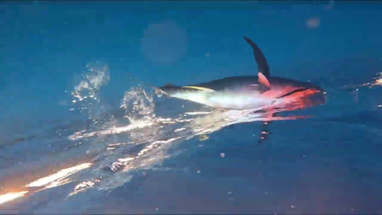 Another successful fishing trip! Yellowfin Tuna landed in Goidhoo waters 🎣🌊