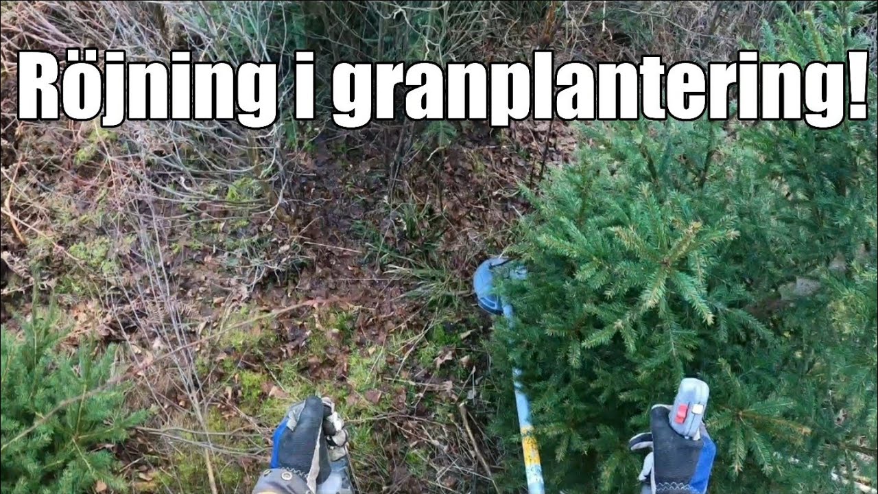 Röjning i granplantering! | GoPro Timelapse 🌲