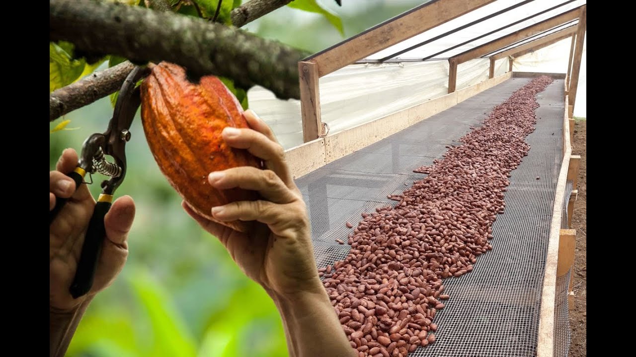 Así es la empresa que enaltece el cultivo de cacao colombiano y exporta chocolate fino