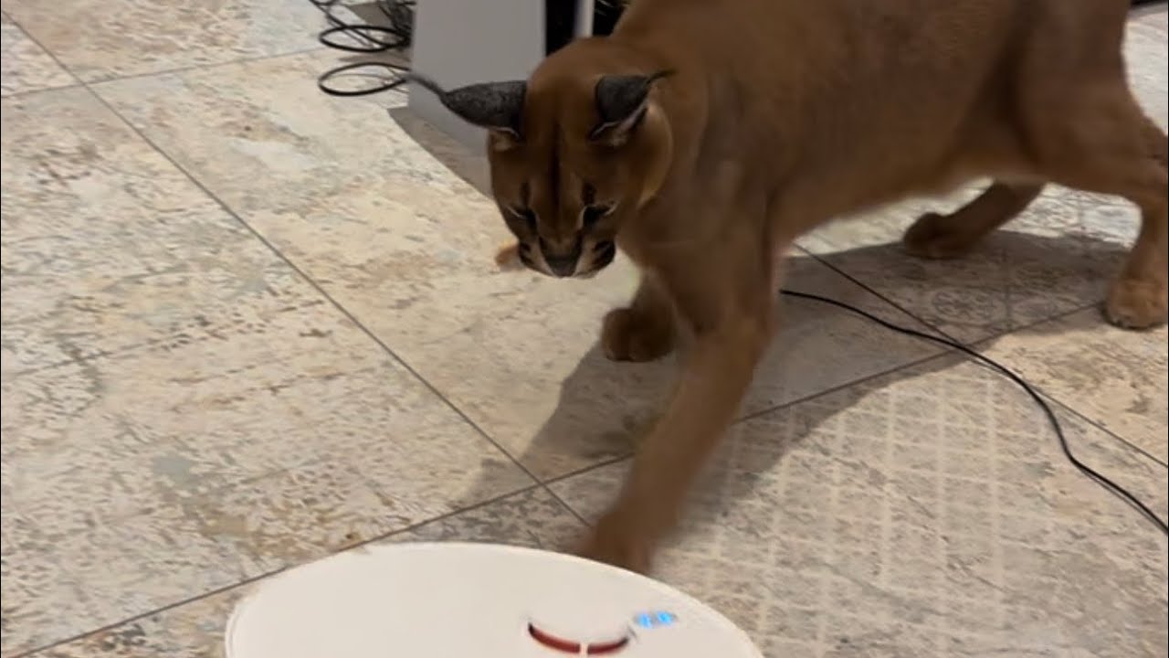 Pumba fighting technology for 8 minutes straight 💀