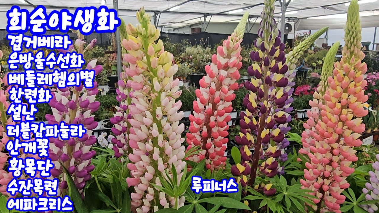 #희순야생화#겹거베라#금잔화#은방울수선화#베들레헴의별#한련화#설난#사파이어블루#데이지#안개꽃#루피너스#프롬바고#황목단#수잔목련#에파크리스#장미명자#섬노루귀#아발란체#운간초#겹할미
