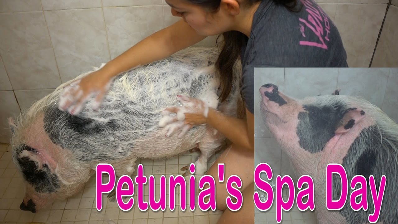 Mini Pig Gets A Bath!