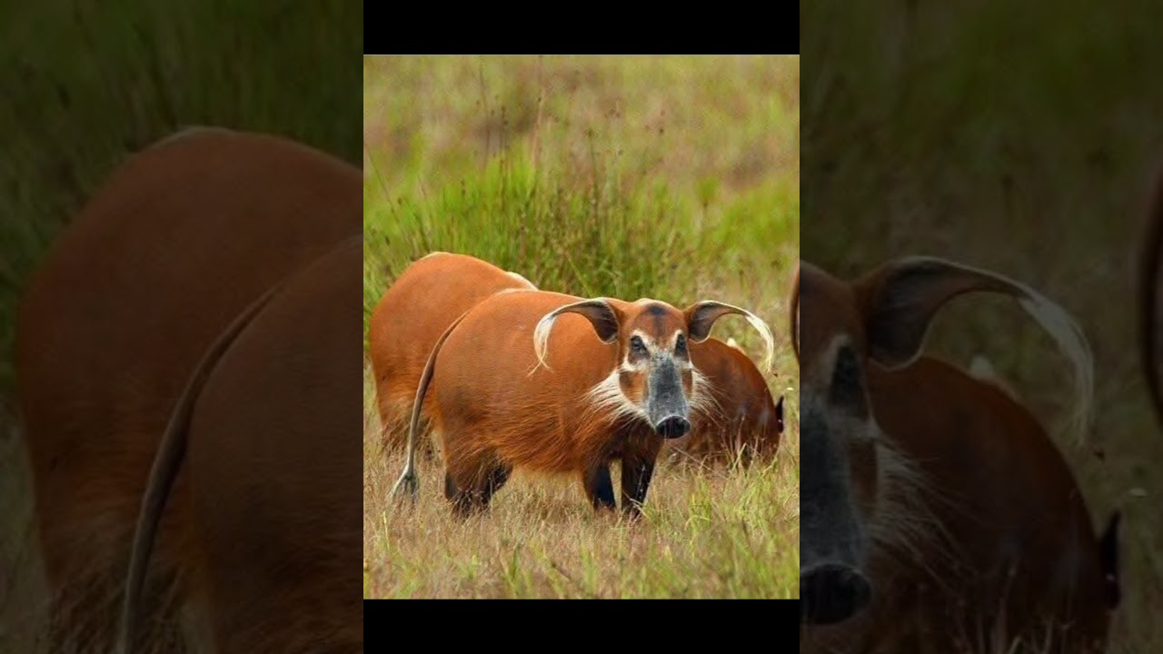 The bush pig gets its name from the long tufts of hair on its ears,