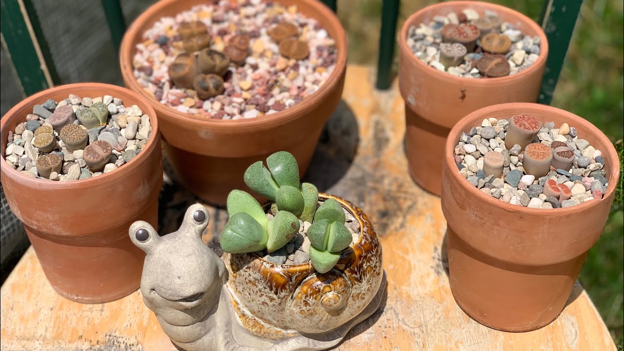 Cuidados de los Lithops o piedras vivas