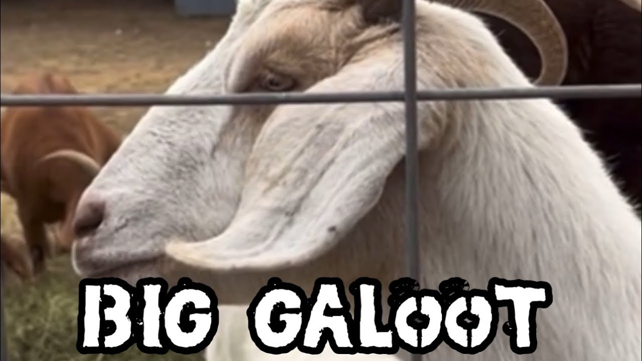 Brady:  Big Galoot or Barnyard Hero