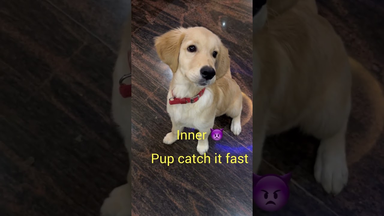Pup the sound tracker 🤣 