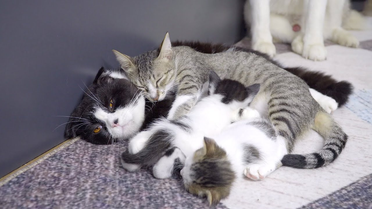 育児で疲れて夫猫に必死で甘える母猫・こんな幸せな猫家族を見たことがなかった