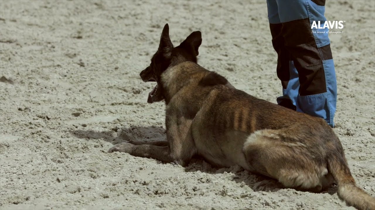 Demonstrație dresaj canin - Alex Davidescu & Ivan - lansare ALAVIS™ în România #suplimenteveterinare