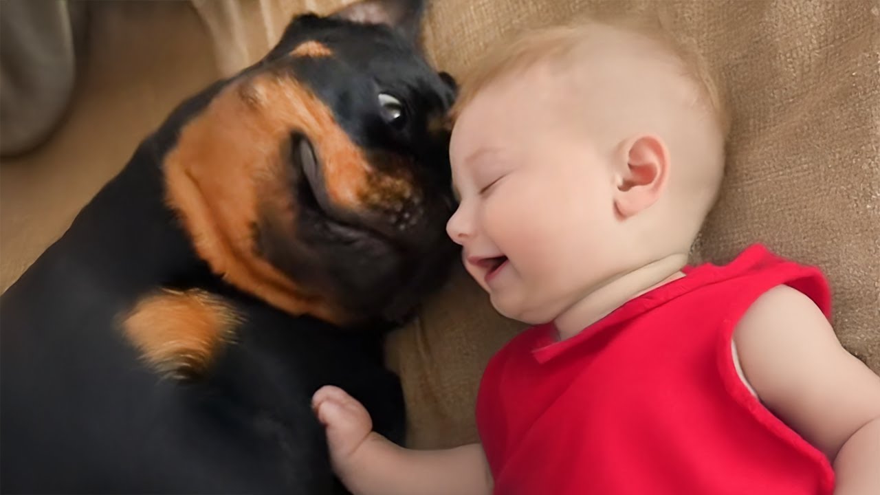 Когда младенцы РАСТЯНУТЫ ЛЮБОВЬЮ собак породы ротвейлер 🐶